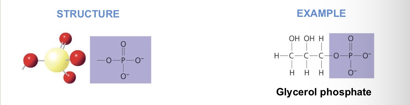 <p>What chemical group is this?</p><p>Functional Properties:</p><ul><li><p>polar</p></li><li><p>Contribute negative charge</p></li><li><p>Transfer energy</p></li></ul><p></p>