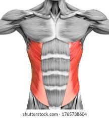<p>Compresses abdomen</p>