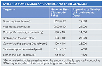 <p><span>Genome size does not precisely determine gene number, as illustrated in the table below. What is a plausible explanation as to why </span><em>A. thaliana</em><span>, a plant, has a similarly sized genome as the fruit fly, but twice the number of protein-coding genes?</span></p>