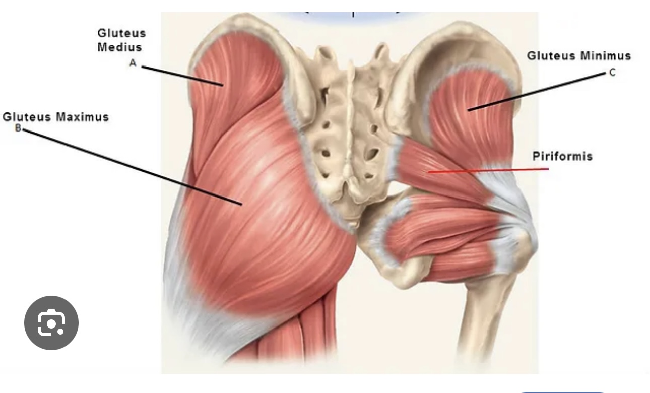 <p>Gluteus minimus (hip) insertion</p>
