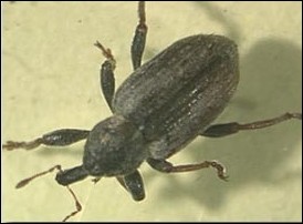 <p>Identify the insect, <strong>order</strong>, and mouthparts</p>