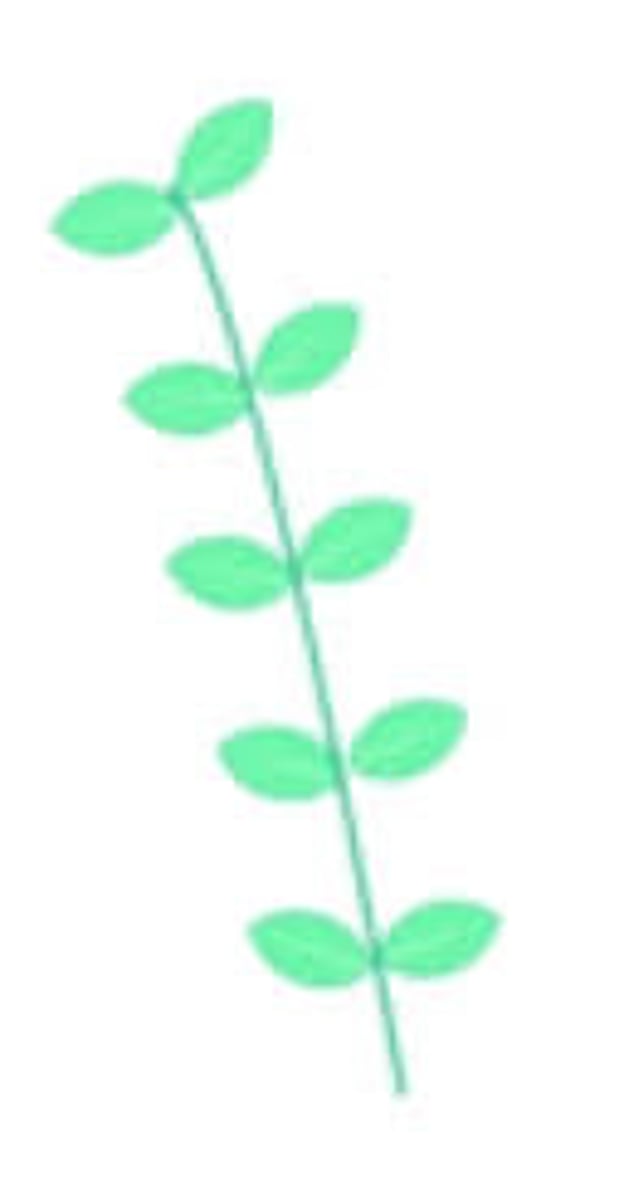 <p>The leaf arrangement on its axis or stem.</p>