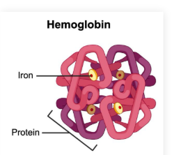 <p><strong>Metalloproteins</strong>: Proteins which contain a metal ion cofactor</p><ul><li><p>Ex. <strong>hemoglobin </strong>contains an iron ion cofactor (Fe2+)</p></li></ul><p></p>