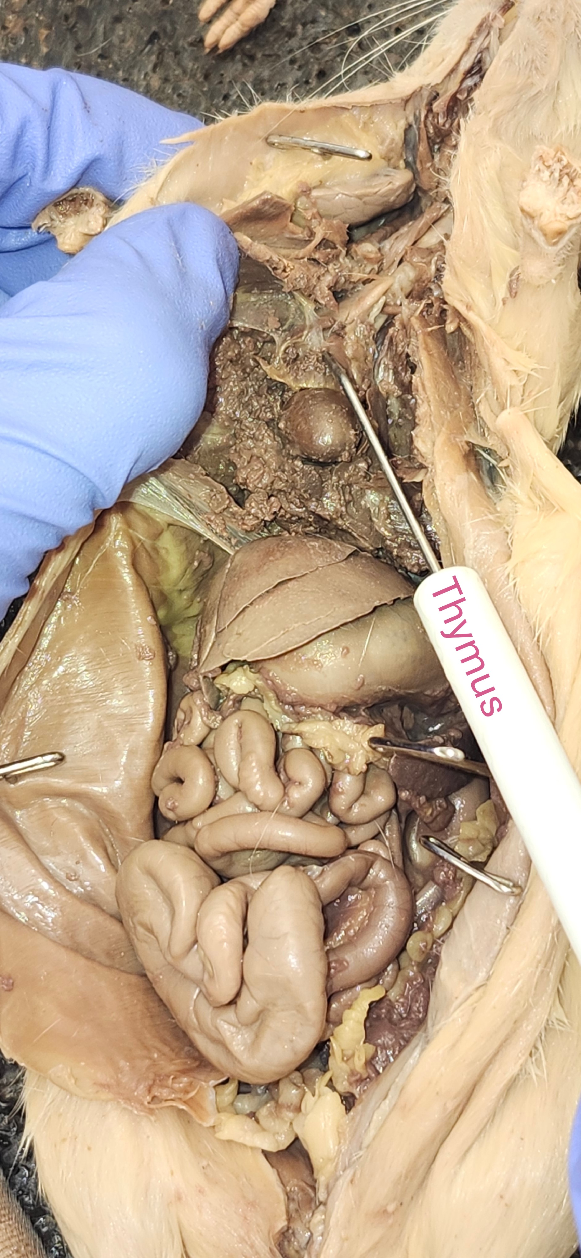 <p>thymus</p>