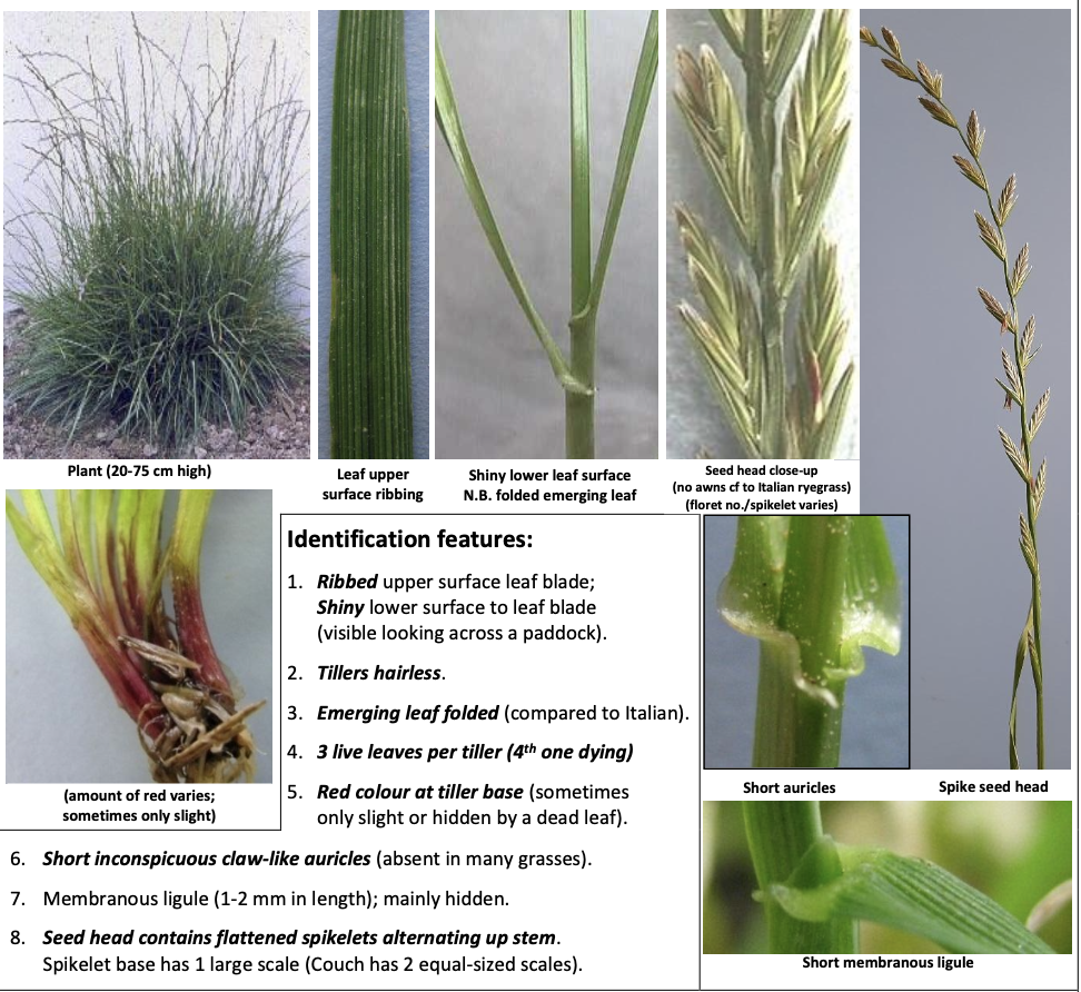 <p><strong>Plant family:</strong> Poaceae<br><strong>Life cycle:</strong> Perennial<br><strong>Key persistence/spread:</strong> Tillering from basal buds; seed<br><strong>Farming systems:</strong> Dairy, sheep, beef — dominant permanent pasture grass</p><p><strong> How to identify </strong></p><p>Forms dense, dark‑green, fine‑textured swards that tolerate frequent grazing. The upper leaf surface is ribbed while the lower surface is glossy and shiny, which is easiest to see when looking horizontally across a paddock in sunlight.</p><p>The emerging leaf is folded, not rolled — this is one of the most important diagnostic features and must be checked at the growing point. At the junction of leaf blade and sheath, short, claw‑like auricles are present but can be hard to see. The ligule is very short and membranous, often hidden.</p><p>At the base of the tiller, there is often a reddish or purplish colouring, though this may be faint or obscured by dead leaf material. Tillers are hairless.</p><p>The seed head is a flat spike with spikelets attached edge‑on to the stem. There are no awns — this is critical when distinguishing it from Italian ryegrass.</p><p>Commonly confused with Italian ryegrass, tall fescue, and prairie grass. Differs by having folded emerging leaves, short auricles, glossier leaves, and no awns.</p>