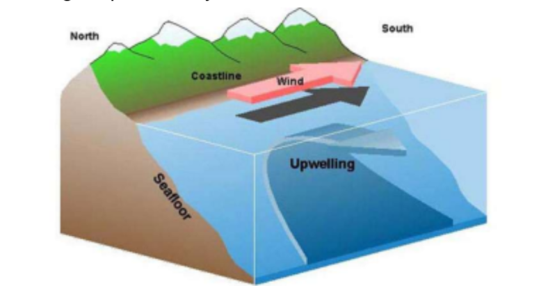 <p>an upward movement of ocean water where as water moves away cold water from ocean depths is drawn upward</p>