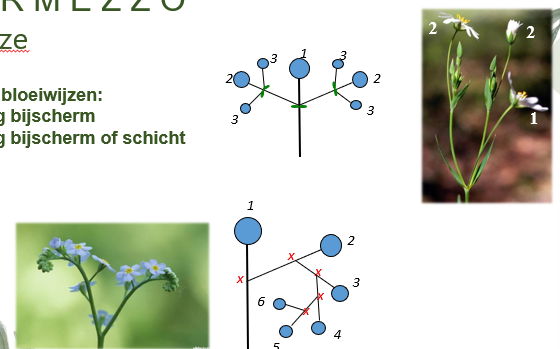 <p>Cymeuze bloeiwijze: Men maakt onderscheid tussen een 2 takkig bijscherm wat typisch is voor Caryophyllaceae en een 1 takkig bijscherm of schicht wat typisch is voor Boraginaceae. </p>