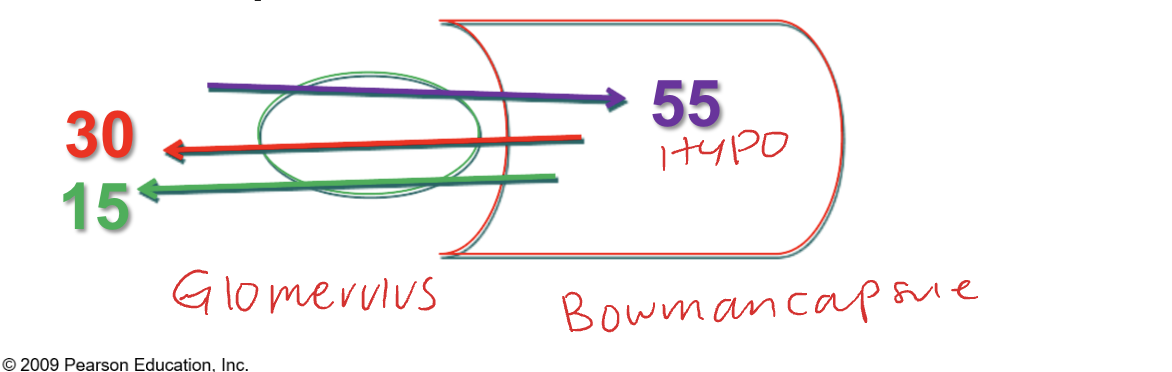 <ul><li><p>hydrostatic pressure(blood pressure); forces fluid through endothelium</p></li><li><p>colloid osmotic pressure; higher in capillaries vs bowman</p></li><li><p>fluid pressure created by fluid in bowman’s capsule; opposes fluid movement into capsule</p></li></ul><p></p>