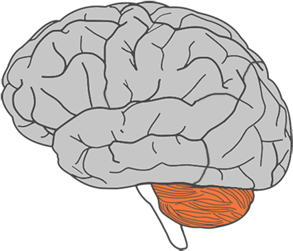 <p>Cerebellum </p>