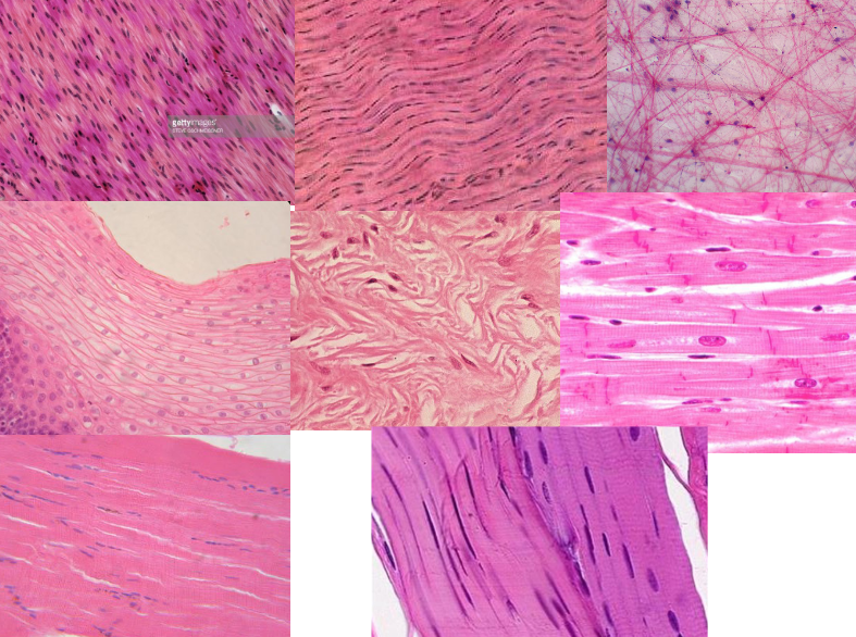 <p>What stain was used for these slides?</p>