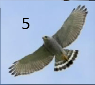 <p>finely barred grey ventral; grey dorsal; pinched in tertials</p>
