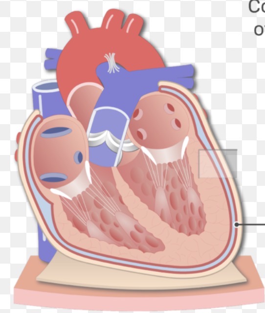 <p><span>outer layer of the serous pericardium that lines the fibrous pericardium and helps form the pericardial cavity.</span></p>