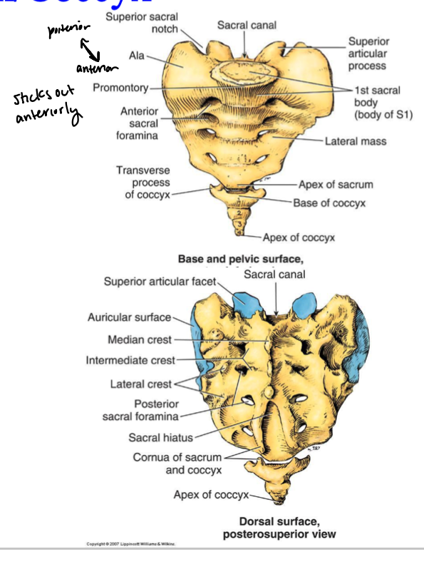 <p>the intermediate crest of the sacrum is formed by the fused —</p>