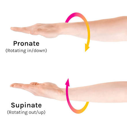 <p>Pronation </p>