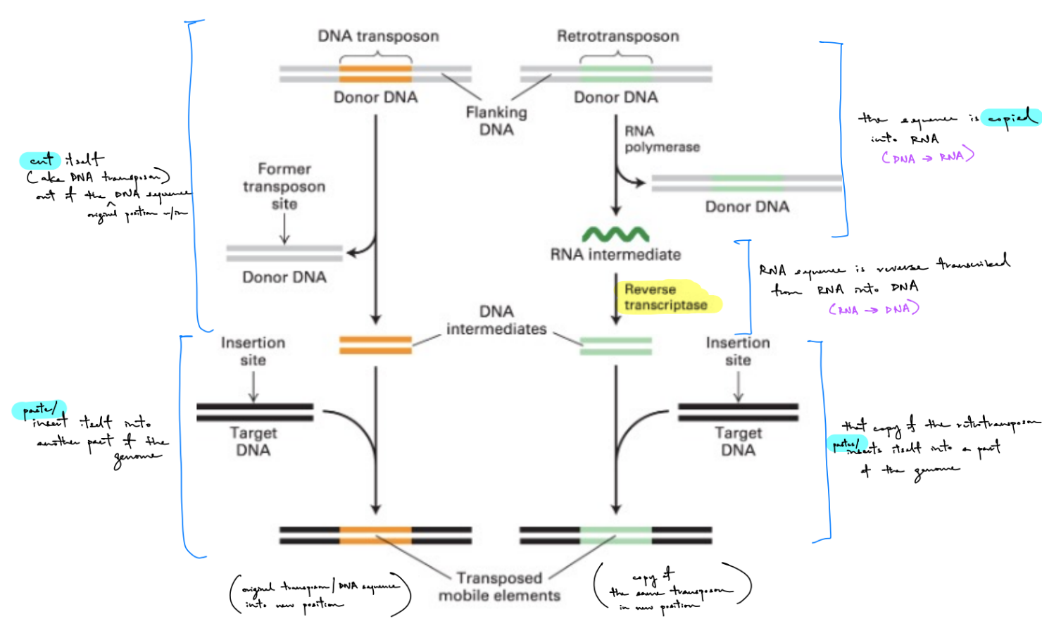 <p>retrotransposons</p><ul><li><p><span style="color: blue;"><strong><u>RNA polymerase</u></strong></span> <u><mark data-color="blue" style="background-color: blue; color: inherit;">copies </mark></u>retrotransposon into RNA (&amp; <mark data-color="purple" style="background-color: purple; color: inherit;">original sequence w/ retrotransposon + flanking DNA leaves</mark> ← <u>no excision of original retrotransposon</u>) → make a <strong><u>RNA intermediate</u></strong></p></li><li><p>via <span style="color: blue;"><strong><u>reverse transcriptase</u></strong></span>: RNA sequence is <u><mark data-color="yellow" style="background-color: yellow; color: inherit;">reverse transcribed</mark></u> from RNA into DNA → make a <strong><u>DNA intermediate</u></strong></p></li><li><p>DNA inter. is <u><mark data-color="blue" style="background-color: blue; color: inherit;">pasted </mark></u>into another part of the genome (the <u>target </u>DNA) → make a transposed mobile element, where <strong><u>copy of retrotransposon is in different position</u></strong></p></li></ul><p>__</p><p>2 copies of retrotransposon: original (“donor DNA”) &amp; newly synthesized transposon (“transposed mobile element”)</p><div data-type="horizontalRule"><hr></div><p><u>reverse transcriptase</u> is a DNA polymerase that uses an RNA template</p><ul><li><p>like <strong><u>telomerase</u></strong></p></li></ul><p></p>
