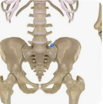 <p>Name this part of the sacrum</p>