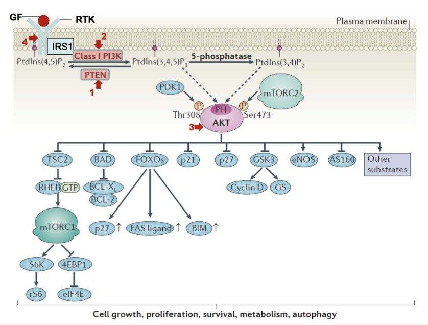 <ul><li><p>PTEN deletion/mutations</p></li><li><p>PI3K activating mutations</p></li><li><p>AKT activating mutations</p></li><li><p>Upstream RTK activating mutations</p></li></ul><p></p>