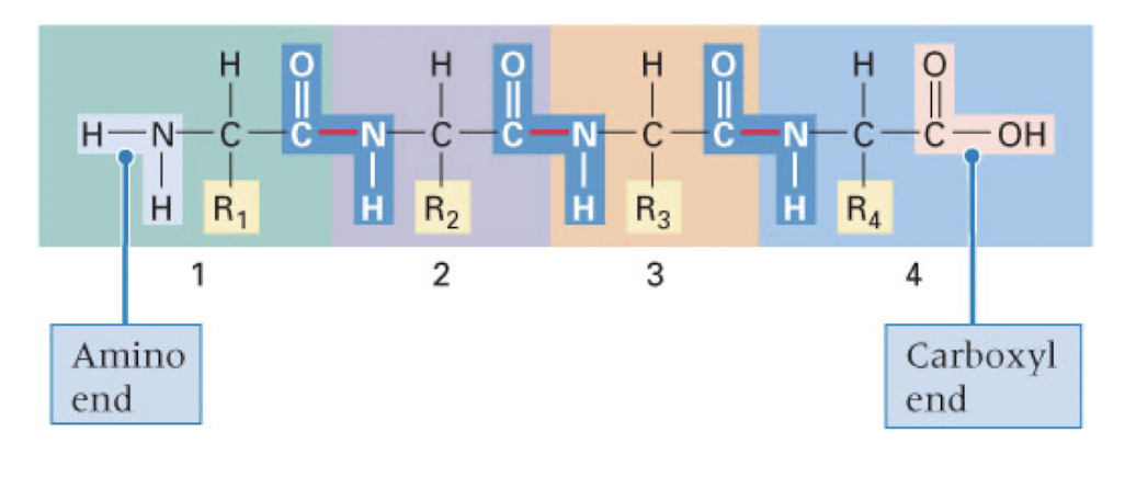 <p><strong>peptide bonds</strong></p><p>R groups jut off the carbon backbone</p><p>amino acids are added to the carboxyl (-COOH)end of the polypeptide</p>