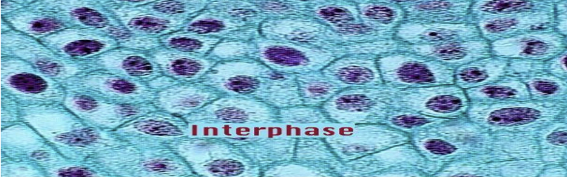 <p>Interphase-Testing Stage</p>