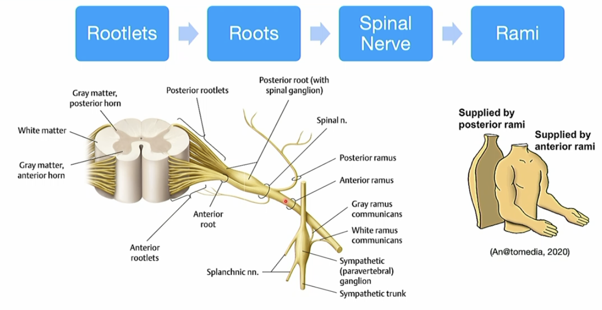 <p>Rootlets → roots → spinal nerve (mixed nerve) → rami.</p>