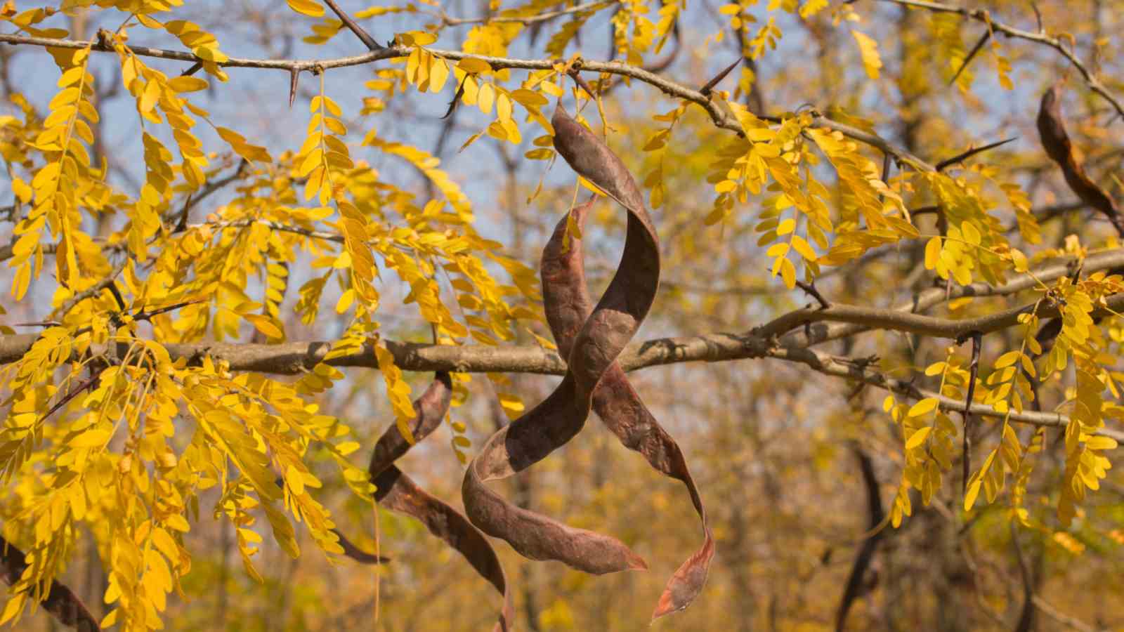 <p>Gleditsia triacanthos</p>