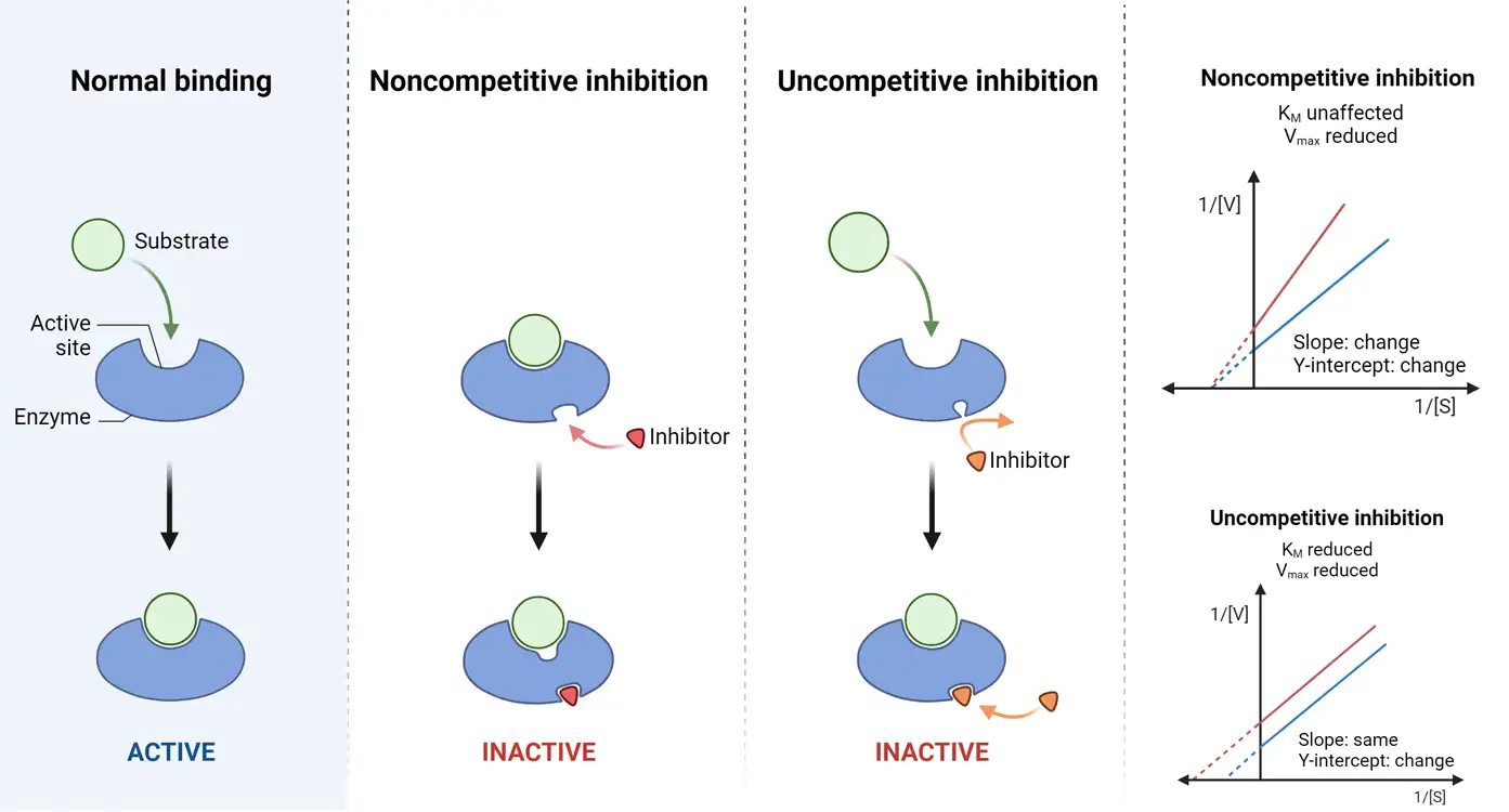 <p><strong>Competitive</strong>: inhibitor binds to the free enzyme (E) at the substrate binding site, competing with the substrate</p><p><span style="background-color: transparent;"><strong>Uncompetitive</strong>: inhibitor only binds to the enzyme-substrate complex (ES), decreasing both Vmax and Km</span></p><p><span style="background-color: transparent;"><strong>Noncompetitive</strong>: inhibitor binds to both E and ES at a site distinct from the active site; decreases Vmax while Km remains unchanged</span></p>