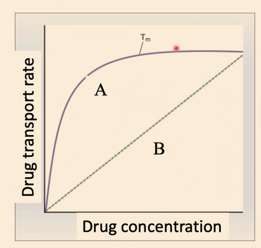<p>What kind of transport is represented by A</p>
