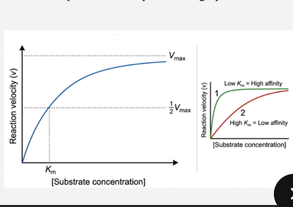 <p><strong>Vmax — Maximum velocity:</strong></p><p>• Rate when ALL enzyme molecules have substrate bound</p><p>• Depends on: how much enzyme, how fast it works</p><p>• Maximum speed of the production line</p><p>The equation:</p><p>v = (Vmax × [S]) / (Km + [S])</p><p>When [S] = Km, then v = 1⁄2Vmax</p><p></p><p><strong>Km — The Michaelis constant:</strong></p><ul><li><p>it is [S] that gives 1⁄2 Vmax</p></li><li><p> What it tells You - Enzyme-substrate affinity</p></li></ul><p>Low Km High affinity: Enzyme grabs substrate tightly, works at low [S]</p><p>High Km Low affinity: Needs lots of substrate to work</p><p>Units Concentration (mM, μM)</p>