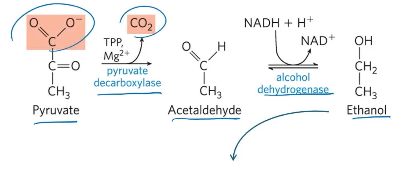 <p>Yeast and other microorganisms regenerate NAD+ by reducing pyruvate to ETOH and CO2. </p><p>When we drink ETOH (alcohol), we dont convert it to pyruvate, we instead use alcohol dehydrogenase to make acetaldehyde (what causes hang over), and produce acetic acid</p>
