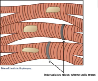 <p>specialized adhesive junctions - connect adjacent cardiac cells</p><p>specialized cell junctions - anchor cardiac muscle cells together</p><p>protein channels that connect the cytoplasm of neighboring cells allow electrical signals to pass directly from one cell to another, enabling rapid and synchronized contractions of the heart muscle - cells function together as single unit = functional syncytium </p>