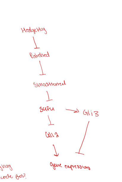 <p>when active, hedgehog signaling molecule is present which causes patched to be in the cell membrane, this allows smoothened to be present in the cilliary membrane. since smoothened is in the colliery membrane, it allows the Gli2-SuFu sequence to break apart and allows Gli2 to go into the nucelus and turn the hedgehog target genes on</p>