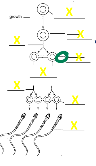 <p>name the cell</p>