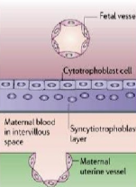 <p>identify thsi placental classification</p>