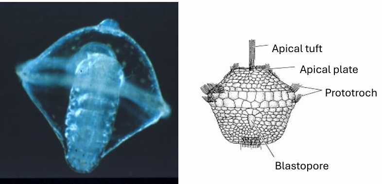 <p>larval stage common to polychaete annelids and molluscs</p>