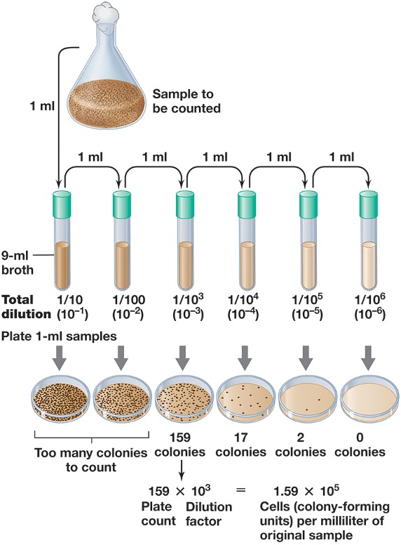 <ul><li><p><em>To receive a 1/10 dilution factor we use 1ml of the microbe sample and 9ml of the broth. </em></p></li><li><p><em>To get a 1/100 factor you add 1ml of that to 9ml broth again. </em></p></li><li><p><em>Once you receive the dilution factor desired, multiply that to amount of colonies that you can count from that sample, to see how many colonies per ml are present. </em></p></li></ul><p></p>