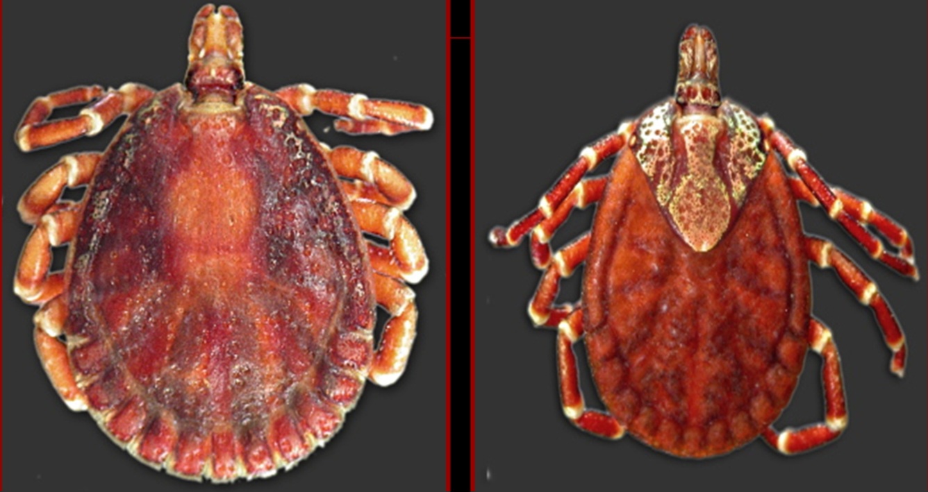 <p>What tick is this?</p>