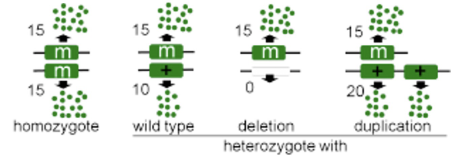 <p>increased function or expression</p>