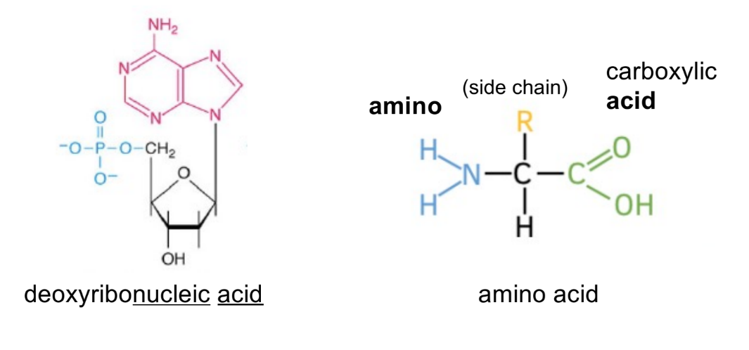 <p>are <u>carriers of heritable traits/genes</u> &amp; are made of <u>nucleic acids AND proteins</u></p><ul><li><p>when a cell divides, chromosomes are transmitted to both daughter cells</p></li><li><p>inheritance of specific traits correlates to inheritance of chromosomes</p></li></ul><p>__</p><p>amino acid has central carbon (alpha carbon), attached to:</p><ul><li><p>amino group (NH<sub>2</sub>)</p></li><li><p>side chain (R)</p></li><li><p>carboxylic acid group (COOH)</p></li><li><p>H</p></li></ul><p>__</p><p>nucleic acid has multiple:</p><ul><li><p>phosphate group</p></li><li><p>sugar ring (is deoxyribose sugar for DNA)</p></li><li><p><u>N</u>itrogenous base</p></li></ul><p>nucleotides (have one of each of the above)</p><ul><li><p>adenine, cytosine, guanine, thymine (DNA), uracil (RNA)</p></li></ul><p></p>