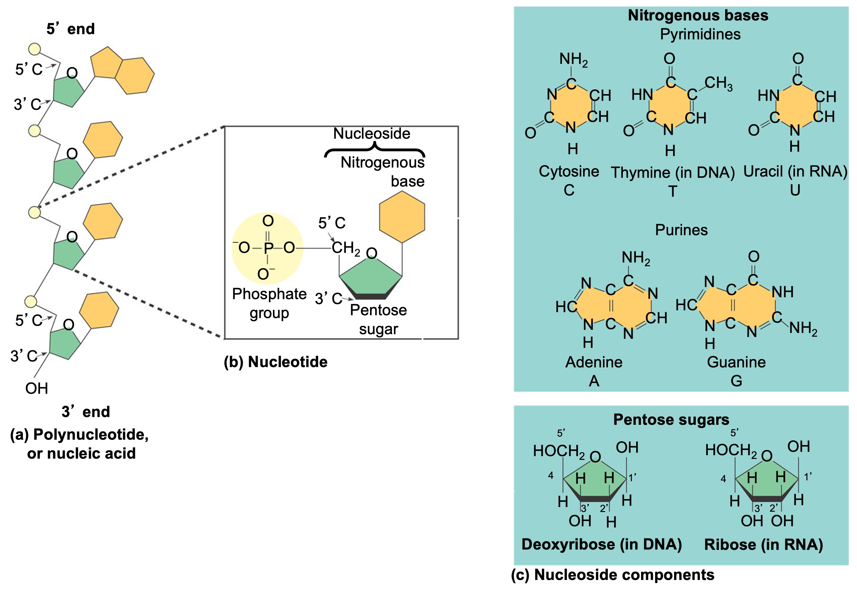 <p>forms nucleic acids (DNA and RNA)</p><p>made of:</p><ul><li><p>5-carbon sugar “pentose:” ribose or deoxyribose</p></li><li><p>phosphate group</p></li><li><p>nitrogenous base: purines or pyrimidines</p></li></ul><p>function as:</p><ul><li><p>monomers for nucleic acids energy</p></li><li><p>transfer molecules (ATP) electrons</p></li><li><p>acceptors (NAD)</p></li></ul><p></p>