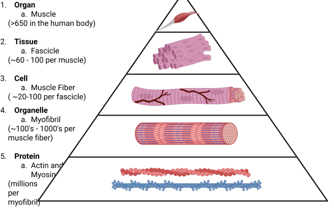 <ol><li><p>Organ (Muscle)</p></li><li><p>Tissue (Fascicle)</p></li><li><p>Cell (Muscle Fiber)</p></li><li><p>Organelle (Myofibril)</p></li><li><p>Protein (Actin and Myosin)</p></li></ol><p></p>