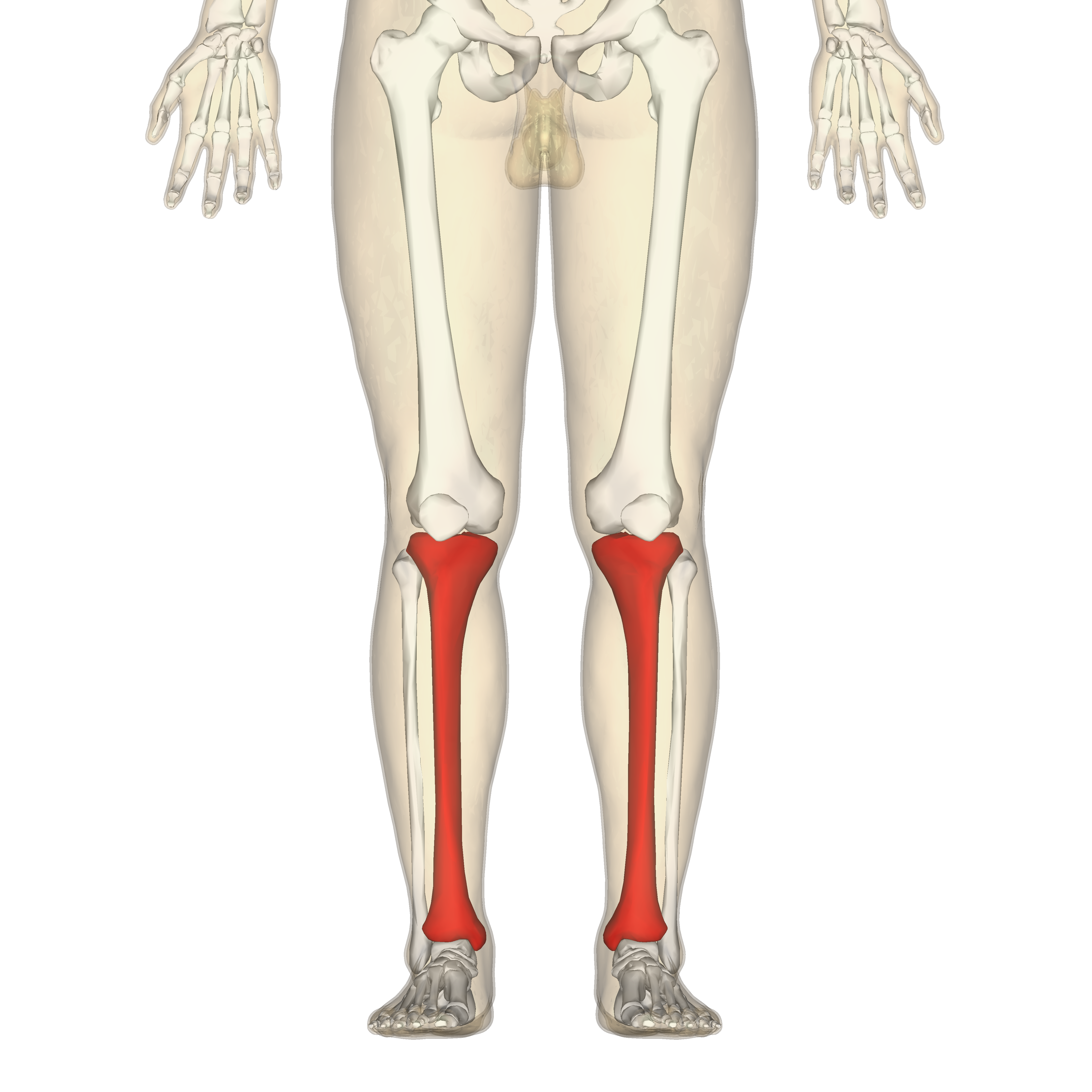 <p>Tibia</p>