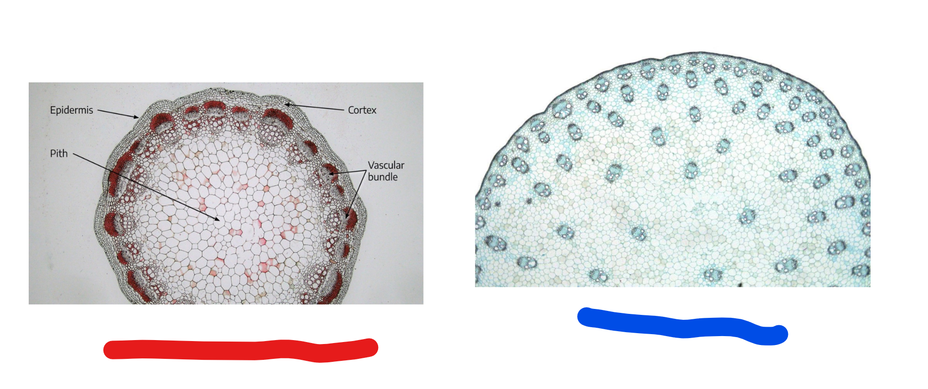 <p>This slide is looking at which part of the plant? Which belongs to which class of plant? </p>