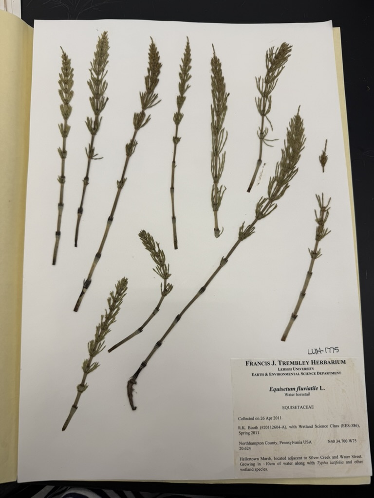 <p>Water horsetail</p>
