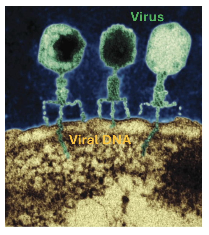 <p>bacteria infected w/ virus → viral DNA transcribed + viral proteins are made → viral DNA copied by DNA poly, multiplying them → infection</p>