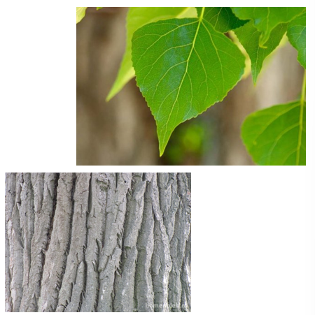 <p>Blad lijkt op dat van Betula sp. </p><p>geen witte stam</p><p>stam zeer diep gegroefd</p>
