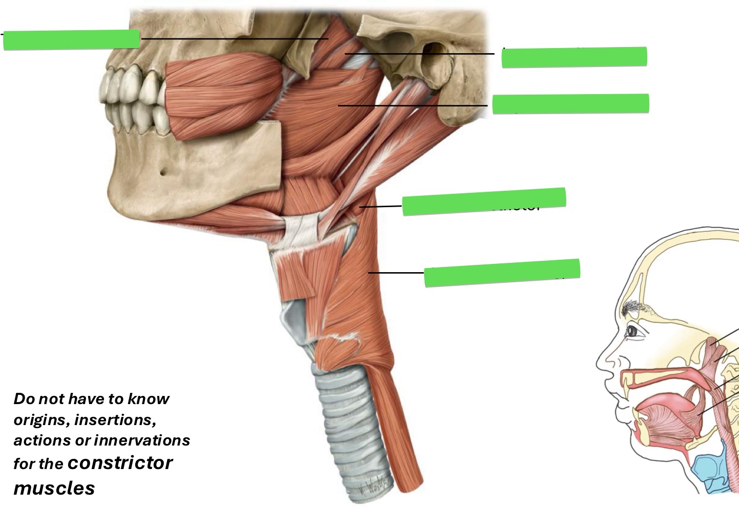 <p>Fill in the blank</p>