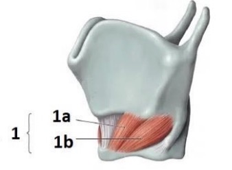 <p>Cricothyroid</p>