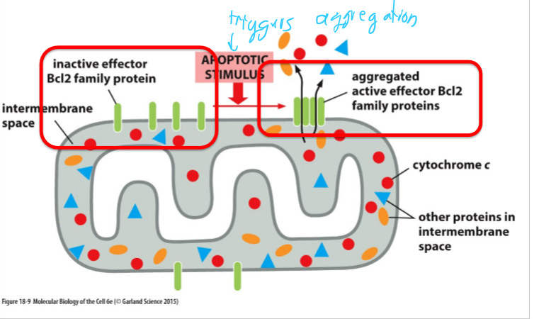 <p>Apoptotic stimulus</p>