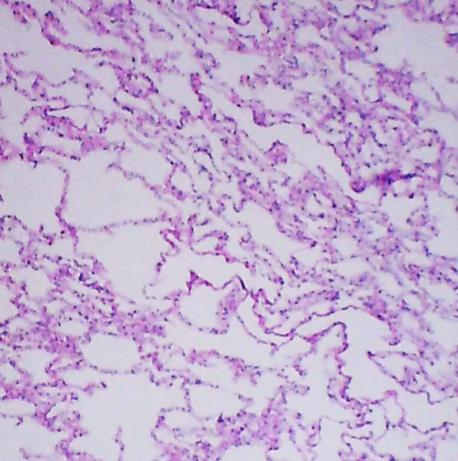 <p>ID this organ histologically</p>