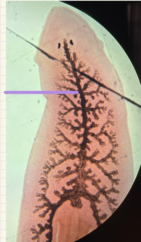 <p>What is this </p>